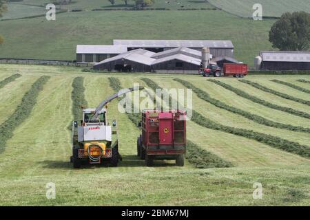 Howardian Hills, Brandsby, North Yorkshire. 7 maggio 2020. Gli agricoltori sono impegnati a raccogliere e raccogliere il raccolto di insilato in condizioni meteorologiche favorevoli in tutto il Nord dell'Inghilterra, prima del fine settimana delle feste della Banca. Credit: Matt Pennington / Alamy Live News. Foto Stock