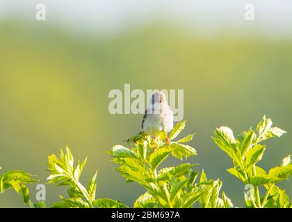 Whitegola, Sylivia communis, uccello selvatico arroccato nelle crescite, campagna del Bedfordshire, estate 2020, Regno Unito Foto Stock