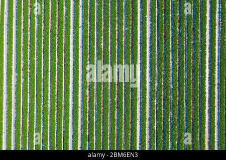 Campo di fragole, linee di piante mature verdi piene di fragole rosse pronte per la raccolta in una fattoria, vista aerea. Foto Stock