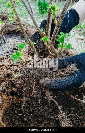 Piantando Bush currante, radici nel terreno, giardinaggio, mani in guanti per la casa Foto Stock