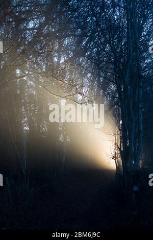 Insolita luce all'alba attraverso gli alberi boschivi, che splende sulla covata di una collina nella campagna del Kent, Regno Unito Foto Stock