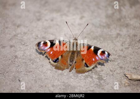 grande bella farfalla marrone si trova il pavimento Foto Stock