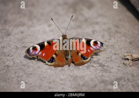 grande bella farfalla marrone si trova il pavimento Foto Stock