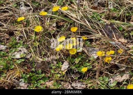 Bella fiori giallo coltsfoot in crescita tra erba secca e foglie, Tussilago farfarfara Foto Stock