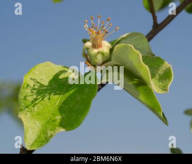 Ramo di mela cotogna, Cydonia oblona, con fiore appassito e foglie su sfondo blu cielo Foto Stock