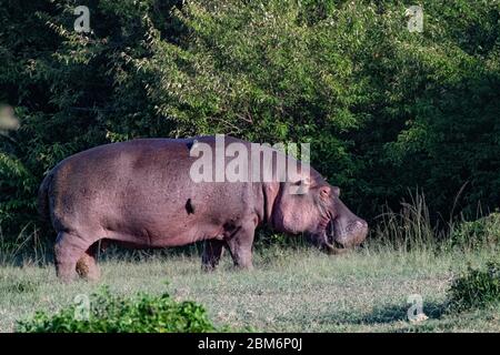 Hippo tornando ad acqua la mattina presto nel Masai Mara, Kenya Foto Stock