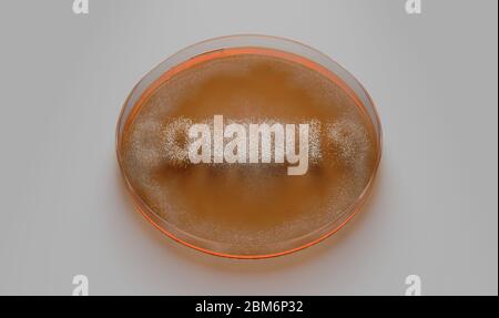 Un concetto che mostra funghi che crescono in un mezzo arancione in un piatto Petri che indica la parola covid-19 - rendering 3D Foto Stock