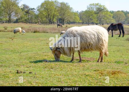 Pecora olandese di Heather, corna su un campo, mangiare erba, cavalli in background. Primavera al sole., Frisia, Paesi Bassi Foto Stock