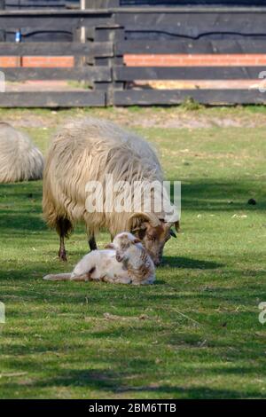 Pecora olandese Heath. Un agnello bianco marrone è felicemente dormire in una mattina di sole in erba, corna piccole. Madre pecora in background. Friesland, il Foto Stock