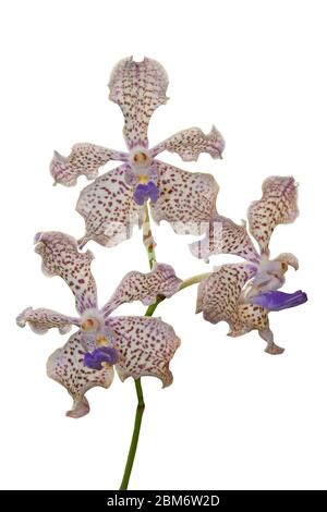 Vanda tricolore Orchid Cut out Foto Stock