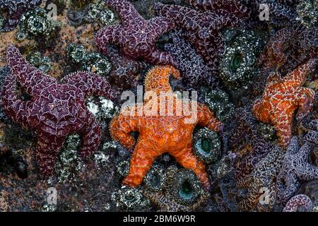 Le stelle di mare color ocra arancione e viola e alcune delle creature più comuni e belle facilmente reperibili nelle piscine di marea e nelle rocce lungo la costa dell'Oregon Foto Stock