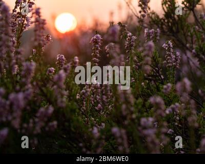 Alba sulla brughiera. Bella luce di mattina presto. Messa a fuoco selettiva. Foto Stock