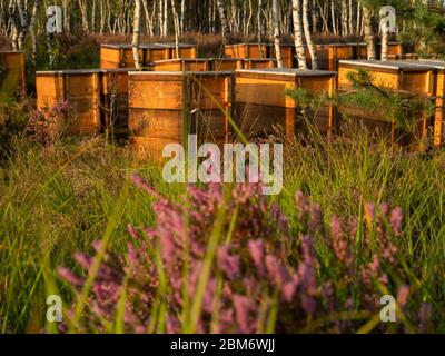 Alveari in piedi tra i pini sulla brughiera. Luce del mattino presto. Messa a fuoco selettiva. Foto Stock