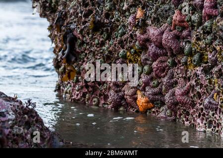 Gruppo di stelle di mare ocra esposte dalla bassa marea aggrappata ad una superficie di roccia porosa nella costa meridionale dell'Oregon Foto Stock