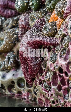 Primo piano di una stella marina color ocra viola aggrappata a una roccia sulla costa meridionale dell'Oregon esposta dalle basse maree Foto Stock