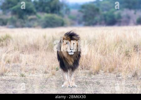 Il magnifico leone chiamato Scar o Scarface, che è un famoso leone dominante del Masai Mara, Kenya. In piedi davanti in erba lunga, il suo ferito Foto Stock