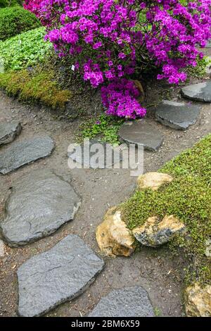 Pietre passo in giardino giapponese percorso in pietra fioritura rododendri, legno di bosso fioritura arbusti primavera Foto Stock