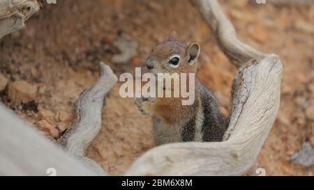 Chippmunk, Bryce Canyon National Park, Stati Uniti Foto Stock