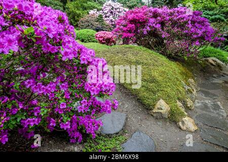 Pietre passo in giardino giapponese percorso in pietra fioritura rododendri, arbusti fioritura primavera Foto Stock