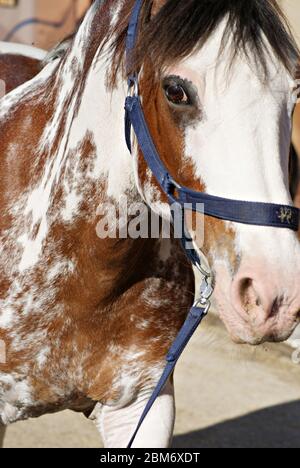 Ritratto di un cavallo di criollo di Otro pinto con brigle Foto Stock