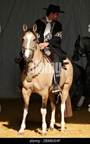 Gaucho in abito tradizionale a cavallo di un cavallo di criollo in buccia Foto Stock