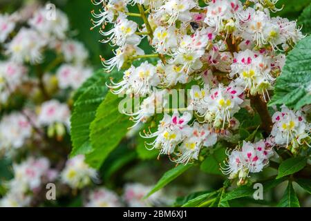 Fiori di castagno di cavallo primo piano fiori Aesculus hippocastanum fiore Foto Stock