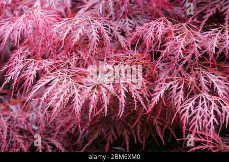 Acer Palmatum 'Dissectum' acero giapponese Foto Stock