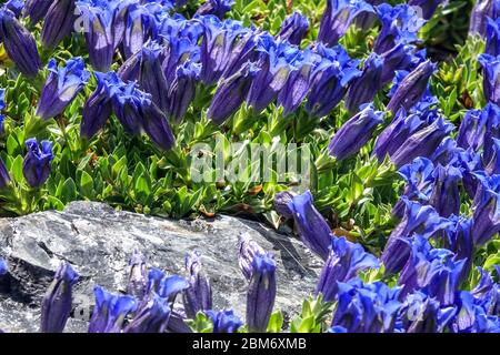 Blu senza stelo Gentiana acaulis fiori di roccia giardino Foto Stock