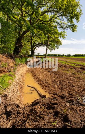 Fossato di drenaggio vicino alberi a bordo di campo. Foto Stock