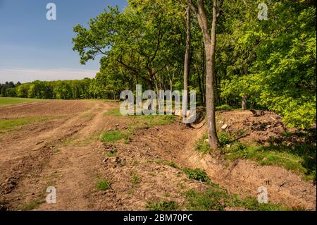 Fossato di drenaggio vicino alberi a bordo di campo. Foto Stock