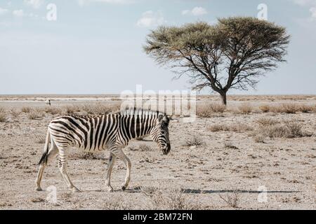 Zebra di Lone Burchell (Equus quagga burchellii), camminando su un terreno di pietra con un albero di Acacia sullo sfondo, Parco Nazionale di Etosha, Namibia, Africa Foto Stock
