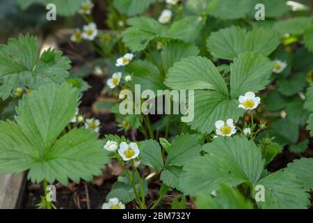 Fiori di fragole visto in un giardino a Londra nel mese di maggio. Foto Stock