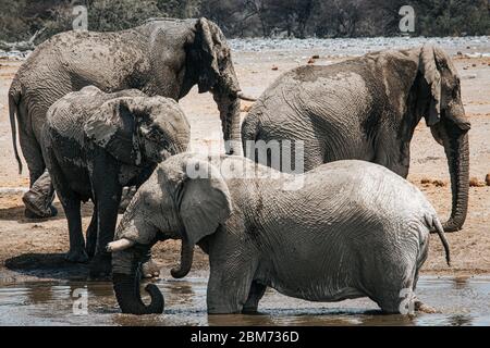 Un gregge di elefanti che beve e si rinfresca in una delle buche d'acqua del parco nazionale di Etosha, Namibia Foto Stock