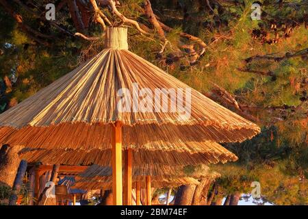 Ombrelloni di paglia in un idilliaco resort tropicale. Pini verdi e cielo con luce solare gialla su sfondo. Felice concetto di vacanze. Foto Stock