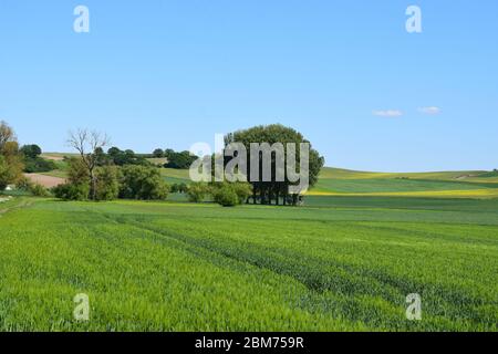 Ampio paesaggio Eifel in primavera Foto Stock