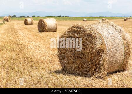 Côte, Feld, Valensole, Département Alpes-de-Haute-Provence, Regione Provence-Alpes-d’Azur, Frankreich Foto Stock