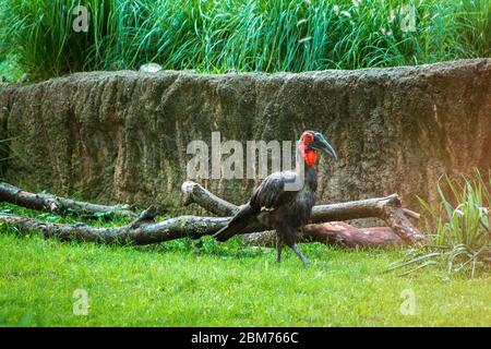 Southern Ground Hornbill in un recinto presso lo zoo John Ball Foto Stock