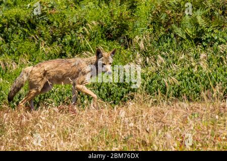 Coyote nel Golden Gate Park Foto Stock