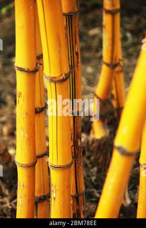 Bambù immagine, Bambù foresta, Bambù per pali, piante del fiume Nilo, murales zen muro, bambù solido, un bello e versatile, (Foto ©Saji Maramon) Foto Stock