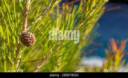 Cono di pino su un albero Foto Stock