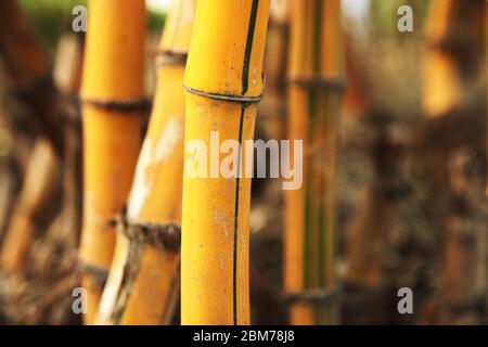 Bambù immagine, Bambù foresta, Bambù per pali, piante del fiume Nilo, murales zen muro, bambù solido, un bello e versatile, (Foto ©Saji Maramon) Foto Stock