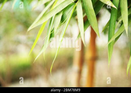 Bambù immagine, Bambù foresta, Bambù per pali, piante del fiume Nilo, murales zen muro, bambù solido, un bello e versatile, (Foto ©Saji Maramon) Foto Stock