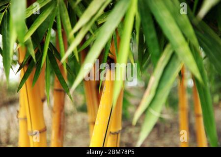 Bambù immagine, Bambù foresta, Bambù per pali, piante del fiume Nilo, murales zen muro, bambù solido, un bello e versatile, (Foto ©Saji Maramon) Foto Stock