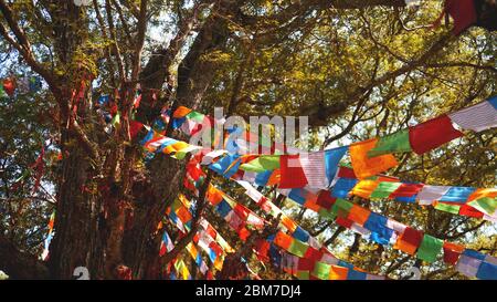 Bandiere festive multicolore appese sullo sfondo di alberi, grandi pini e cielo blu. Foto Stock