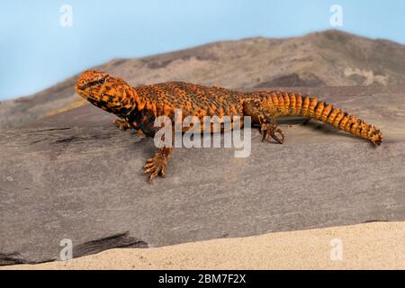 Uromastyx Geyri in scena deserto Foto Stock