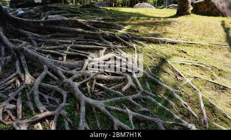 Radici di albero tropicali in cina. Estate tropicale Foto Stock