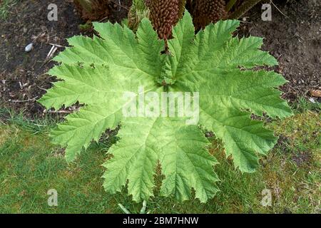 Primo piano di una singola manicata Gunnera o di una foglia di rabarbaro gigante brasiliano, Vancouver, BC, Canada Foto Stock