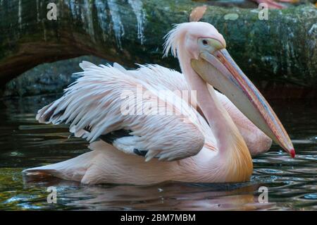 Un pellicano rosa nuota sull'acqua Foto Stock