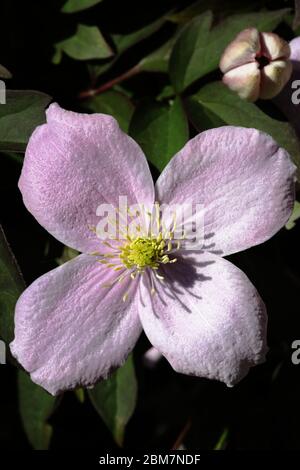 La clematide (Montana Rubens) fiore Foto Stock