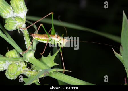 grasshopper su un cespuglio di erba di mungitura verde Foto Stock